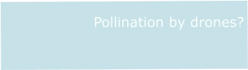 Pollination by drones?