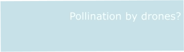 Pollination by drones?